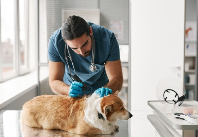 Tularemia in Dogs: Vet-Approved Causes, Symptoms & Treatments (2025 Guide) 🐶💊