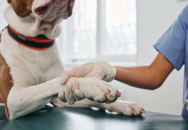 Tumors on Dog Paws in 2025 Vet Guide: Spotting, Diagnosing &amp; Treating Growths 🐾🦶