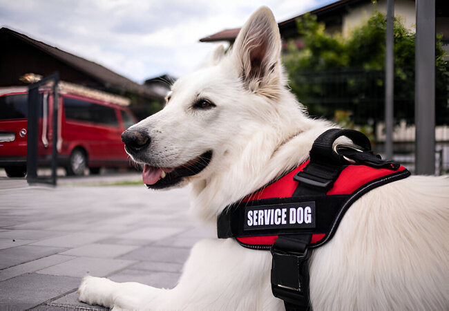 Service Dog Types: 2025 Vet-Approved Training & Selection Guide 🦮✨