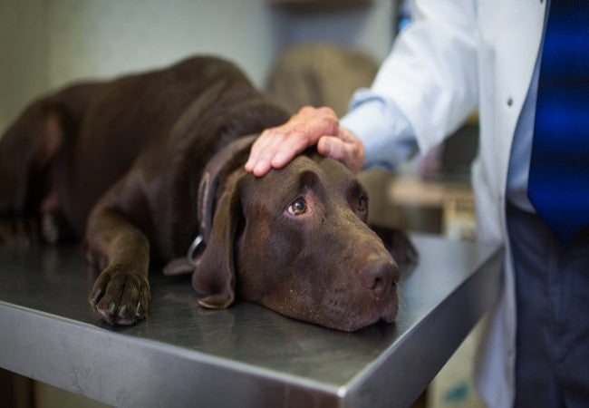 Tyzzer Disease in Dogs: Vet-Approved Causes, Symptoms & Treatments (2025 Guide) 🐶💊