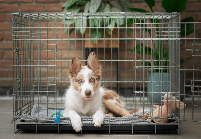 Ultimate Guide to Crate Sizing for Dogs (2025): Vet Approved Tips for Comfort & Safety 🐶📏