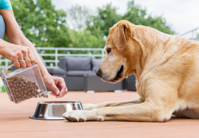 Ultimate Guide to Pet Nutrition: What Veterinarians Feed Their Own Pets