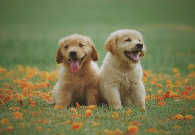 Ultimate New Puppy Checklist 2025: Vet Approved Essentials 🐶