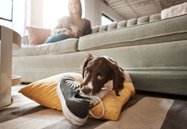 Ultimate Puppy-Proofing Your Home 2025: Vet Approved Safety Tips 🏡🐾