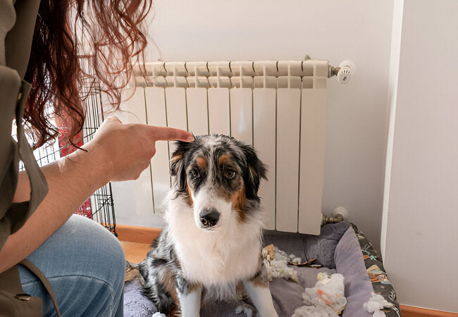 Understanding Introverted Dogs: Vet-Approved 2025 Guide 🐶🤫