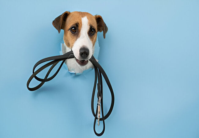 Understanding Leash Reactivity in Dogs: Vet-Approved 2025 Solutions 🐶🛡️