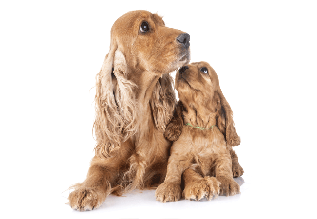 Understanding Maternal Issues in Female Dogs – Vet Guide 2025 🐶🐾