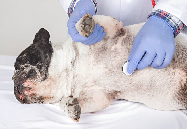 Understanding Non‑Inflammatory Metabolic Myopathy in Dogs – Vet Guide 2025 🩺
