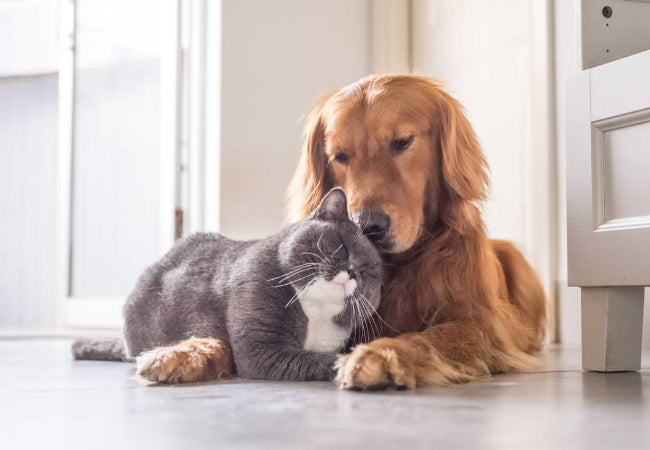 Pet Insurance Explained: What It Covers and Why It Matters