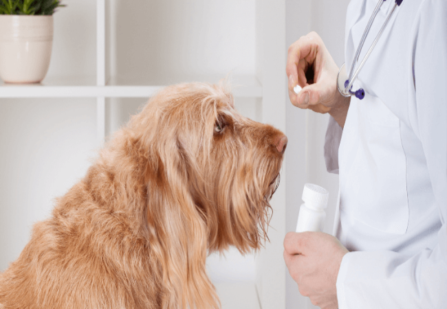 Understanding Your Dog’s Meds: Vet-Approved Guide for 2025 💊🐶