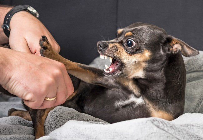 Understanding and Managing Aggression in Dogs: Vet‑Approved 2025 Guide 🩺🐶