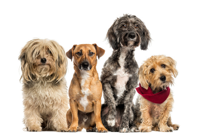 Dog DNA Testing Benefits: 2025 Vet-Approved Genetic Insights Guide 🧬🐕