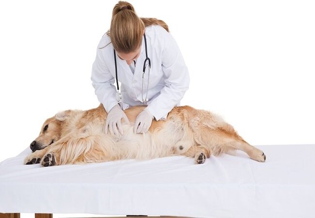 Upset Stomach in Dogs: Veterinary Insights & Care Tips 2025 🩺🐾