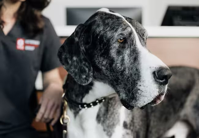 Ureterolithiasis in Dogs: Veterinary Insights & Care Guide 2025 🩺🐾