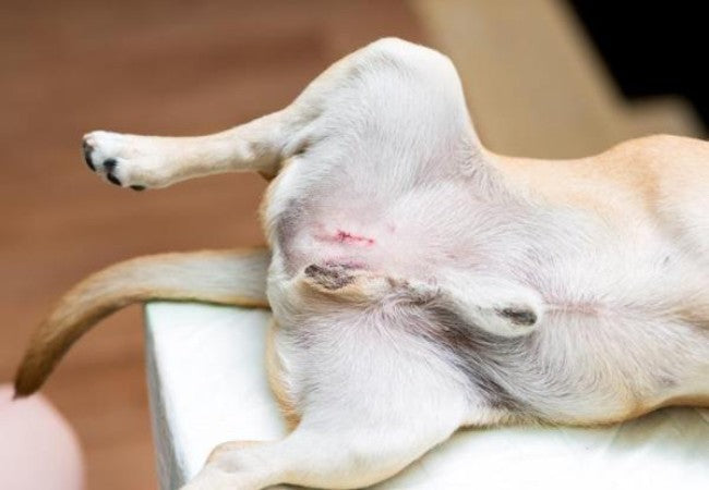 Urethral Prolapse in Dogs – Vet Guide 2025 🐾🚨🩺