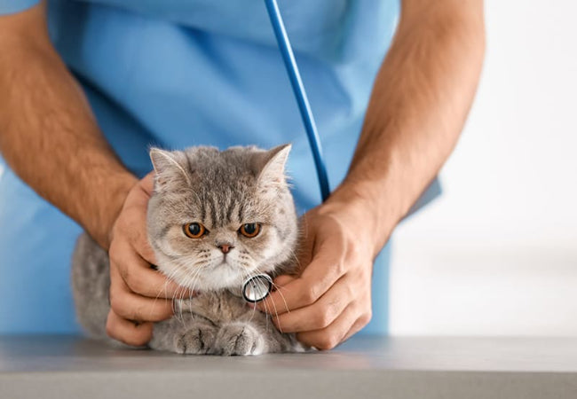 Urinary Tract Infections in Cats: Symptoms, Treatment &amp; Prevention
