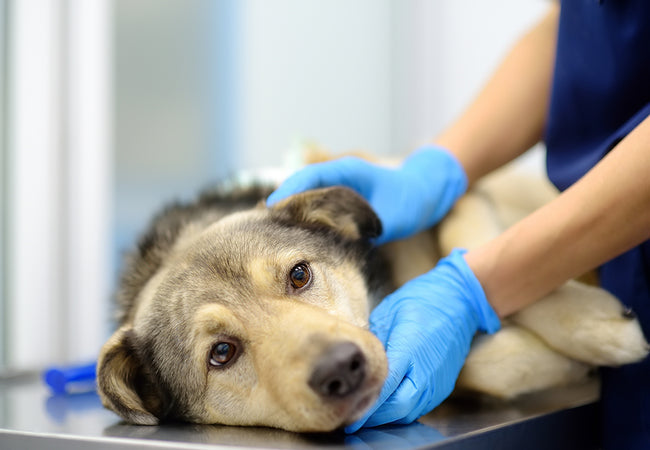 Urinary Tract Infections in Dogs: Veterinary Guide & Care Tips 2025 🩺🐾