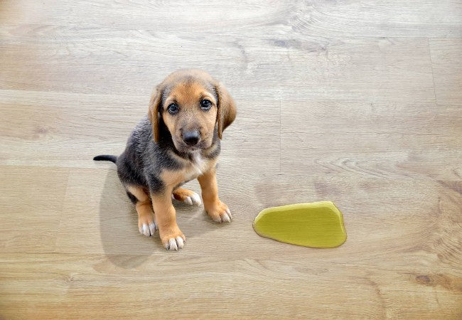 Urine Crystals in Dogs 2025: Vet Fixes for Crystals, Stones & UTI Risk 🐶💧