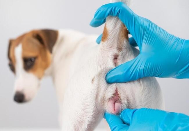 🐾 Vaginitis in Dogs: Veterinary Advice & 2025 Care Guide 🩺