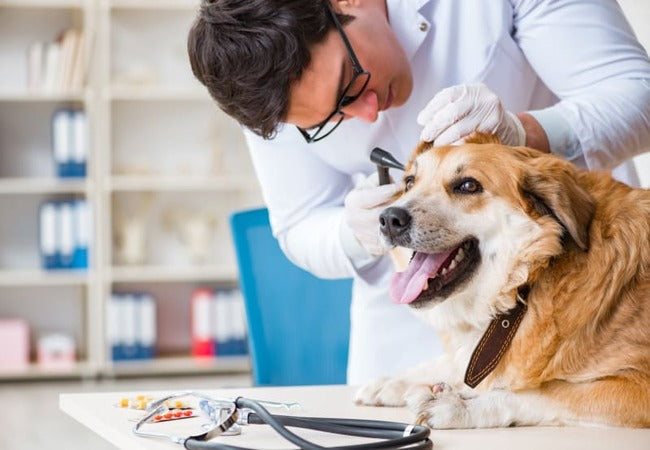 Valley Fever in Dogs: Veterinary Insights & Care Guide 2025 🩺🐾