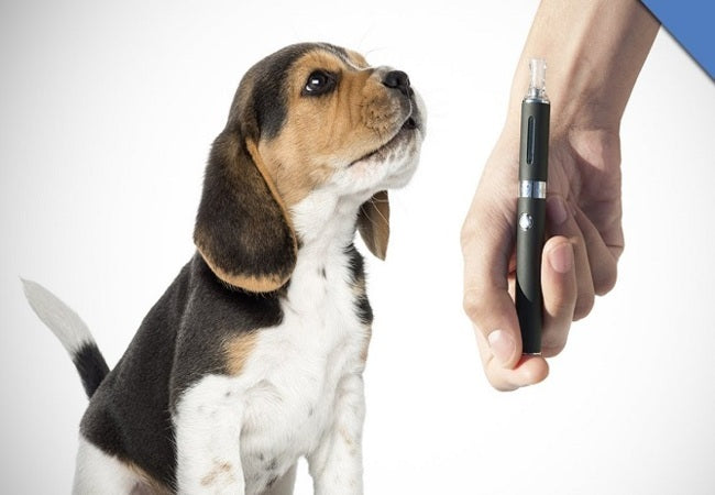 Vaping Risks for Pets: 2025 Vet-Approved Safety Guide 🚬🐕