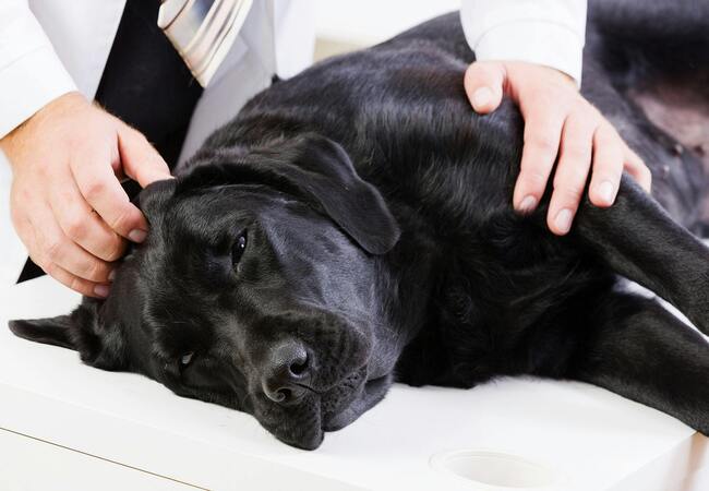 Vascular Ring Anomalies in Dogs (PRAA): Veterinary Guide 2025 🩺🐾