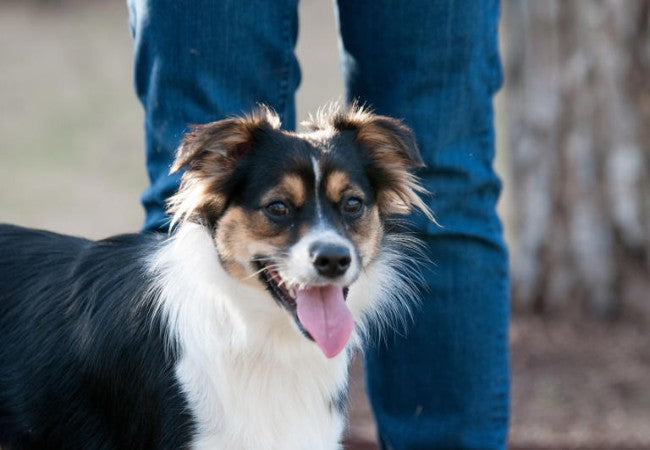 Velcro Dogs: Clingy or Loyal? Vet Backed Insight for 2025 🐶🐾