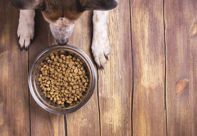 Venison for Dogs: Natural Benefits & Vet Tips in 2025 🦌🐶