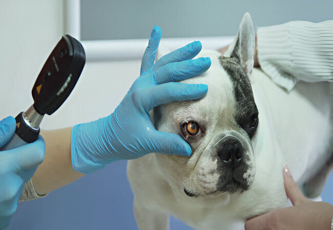 Vet-Approved 2025 Guide: Eye Enucleation in Dogs & Cats – Compassionate Care & Recovery 🐶🐱