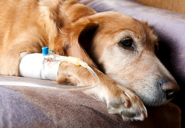 Vet-Approved 2025 Guide: IV Catheters for Dogs – Safe Placement, Care & Support 🐶💉