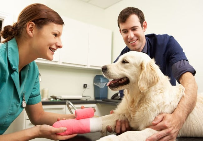 Vet-Approved 2025 Guide: Keeping Your Dog Engaged After Surgery💉