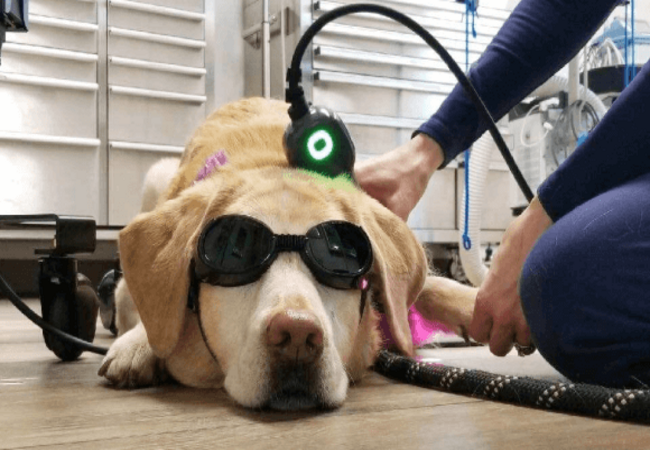 Vet-Approved 2025 Guide: Laser Therapy for Dogs – Pain, Healing & Safe Protocols 🐾🐶💉