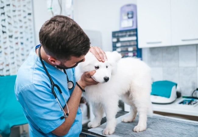 Vet-Approved Guide: Angular Limb Deformities in Dogs – Causes, Diagnosis & 2025 Treatment 🐶🐾