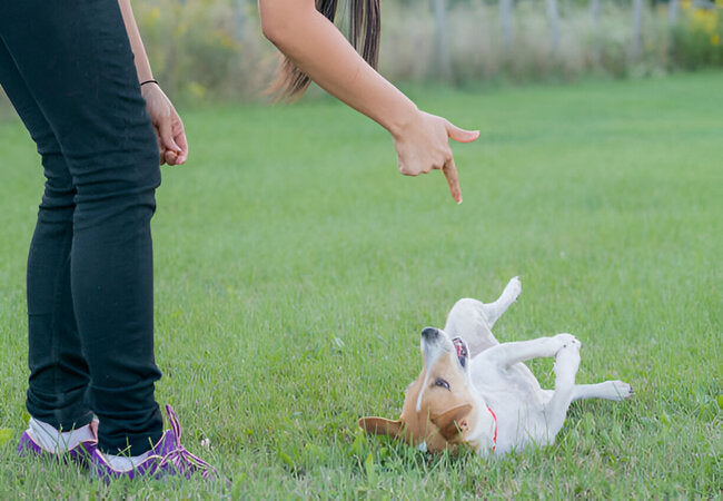 Vet‑Approved 2025: 7 Unwitting Ways You Might Be Breaking Your Dog’s Spirit 🐶💔