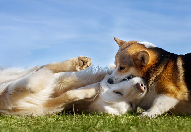 Vet‑Approved 2025: Can Dogs Really Have “Best Friends”? Understanding Canine Bonds 🐶💞
