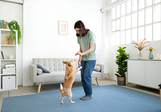 Vet‑Approved 2025: Confidence‑Building Exercises for Timid Dogs 🐶💪