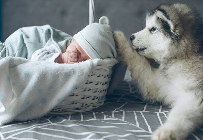 Pets and Newborns: What’s Safe, What’s Not, and What Actually Matters