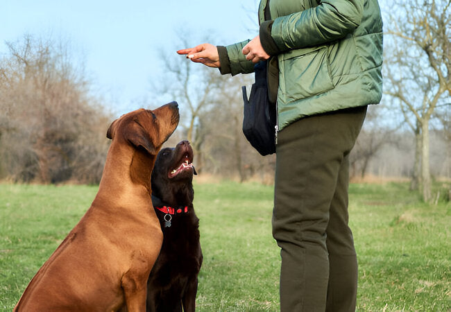 Vet‑Approved 2025: Do’s & Don’ts of Recall Training – Mastering a Reliable “Come” 🐶🩺