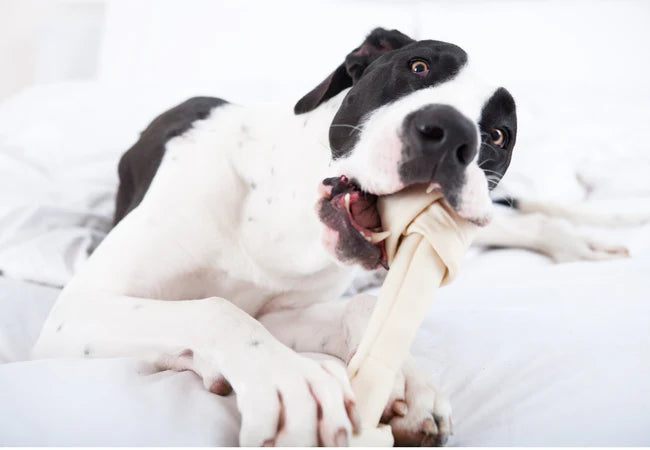 Vet‑Approved 2025 Guide: 5 Unique Ways to Provide Mental Stimulation After Dog Surgery 🐶🧠