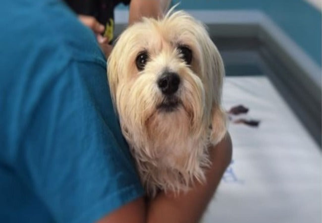Vet‑Approved 2025 Guide: ACTH Stimulation Test for Dogs – Diagnosis, Interpretation & Home Care 🐶🩺💉