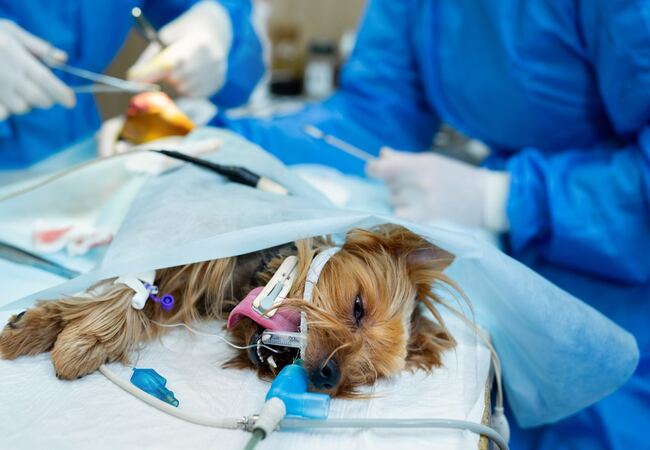 Vet‑Approved 2025 Guide: Anesthesia Risks in Pets – What Every Pet Owner Should Know 🐶🐱