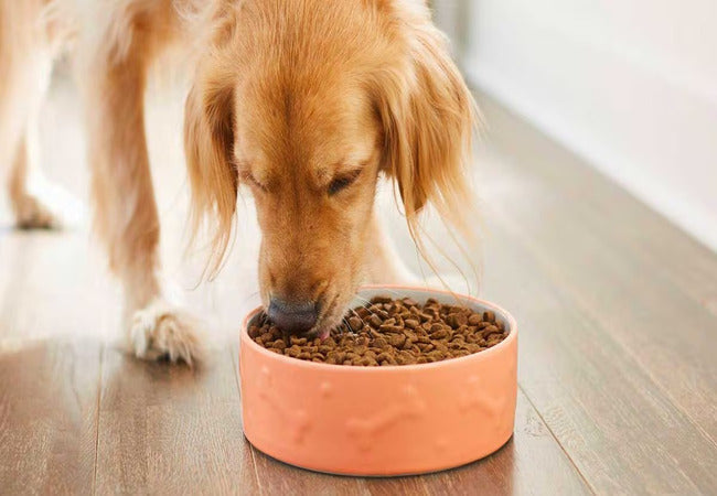 Vet‑Approved 2025 Guide: Are You Feeding Your Dog the Right Amount? – Portion Tips & Best Practices 💉 🐶🍽️