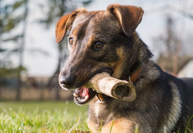 Vet‑Approved 2025 Guide: Can Dogs Eat Bones? Risks, Best Practices & Safe Alternatives 🐶🦴
