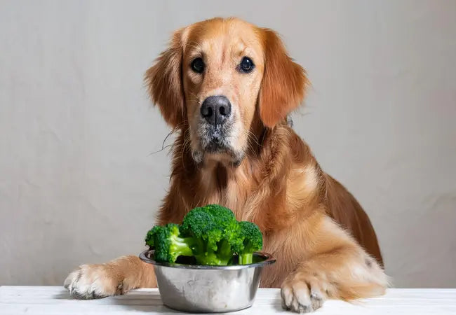 Vet‑Approved 2025 Guide: Can Dogs Eat Broccoli? Benefits, Portions & Safety Tips 💉🐶🥦