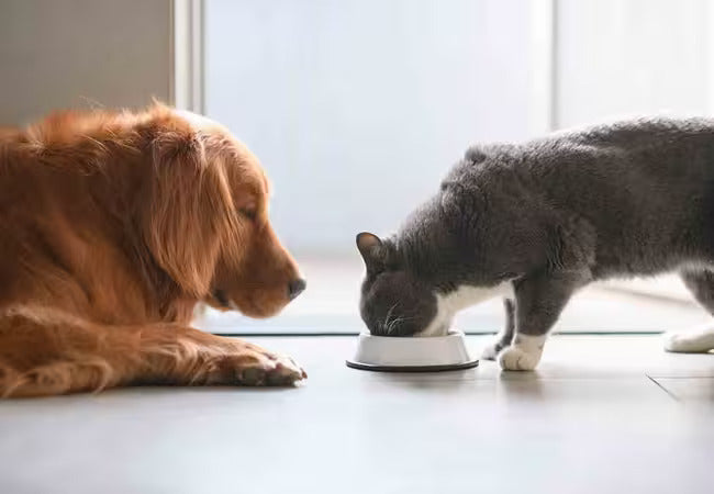 Vet‑Approved 2025 Guide: Can Dogs Eat Cat Food? Risks, GI Issues & Smart Alternatives 💉🐶🐱