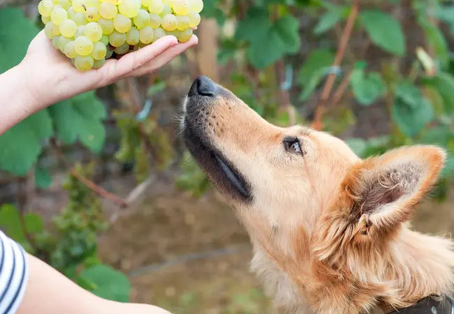 Vet‑Approved 2025 Guide: Can Dogs Eat Grapes? Toxicity, Symptoms & Emergency Steps 💉🐶🍇