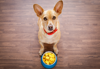 Vet‑Approved 2025 Guide: Can Dogs Eat Mango? Benefits, Risks & Smart S