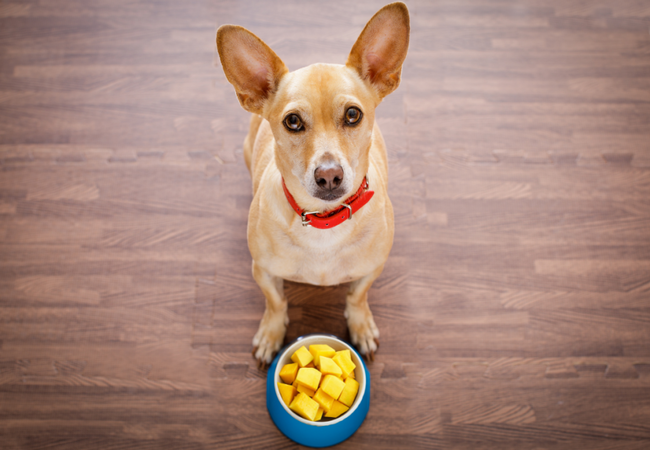 Vet‑Approved 2025 Guide: Can Dogs Eat Mango? Benefits, Risks & Smart Serving Tips 💉🐶🥭