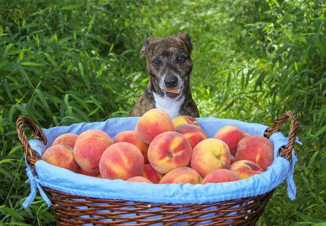 Vet‑Approved 2025 Guide: Can Dogs Eat Peaches? Health Benefits, Risks & Safe Serving Tips 💉🐶🍑