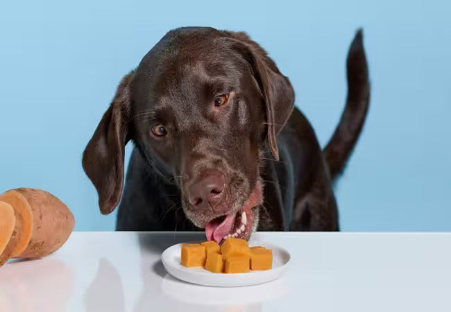 Vet‑Approved 2025 Guide: Can Dogs Eat Sweet Potatoes? Benefits, Risks & Safe Prep 💉🍠🐶